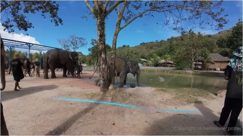 Play video: hermione_potter – Koh Tao & Koh Samui, Thailand VLOG Part 3 [FullHD 1080p] (MDH)