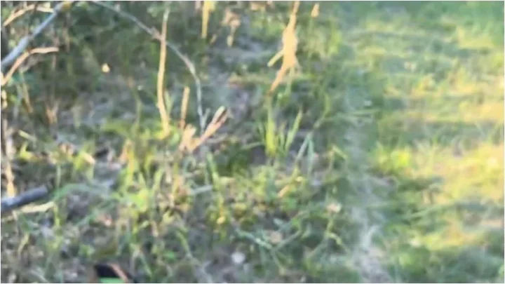 VickyBB – Fast im Wald erwisch [FullHD 1080p] (MDH)