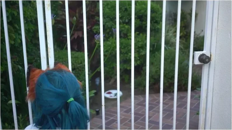 Play video: Boba_Bitch – Fox Girl GFE w POV Blowjob [FullHD 1080p] (Young)